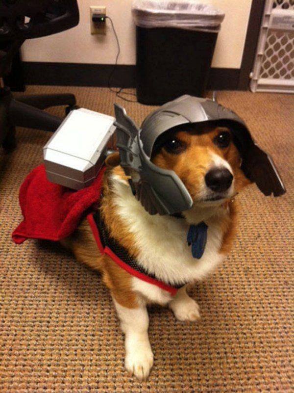 Funny Animals (62 pics)