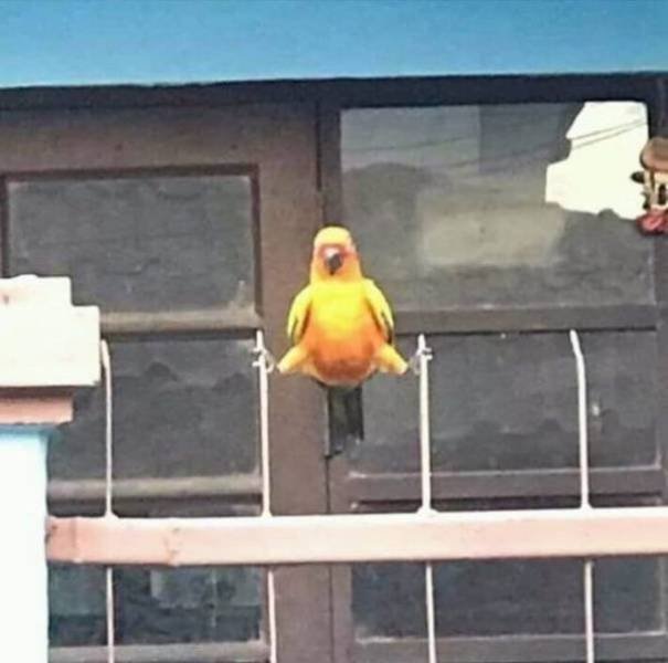 Funny Animals (62 pics)