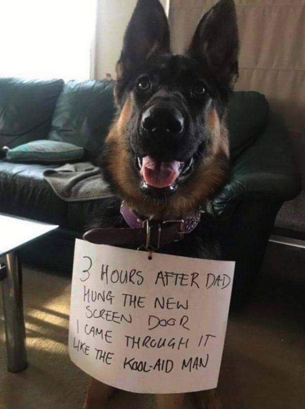 Funny Animals (62 pics)