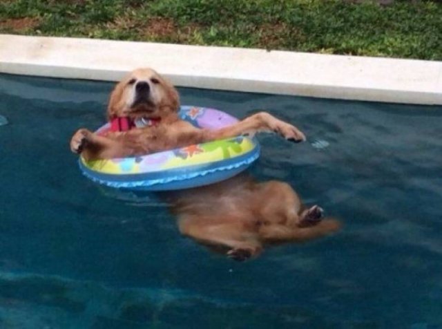 Funny Animals (62 pics)