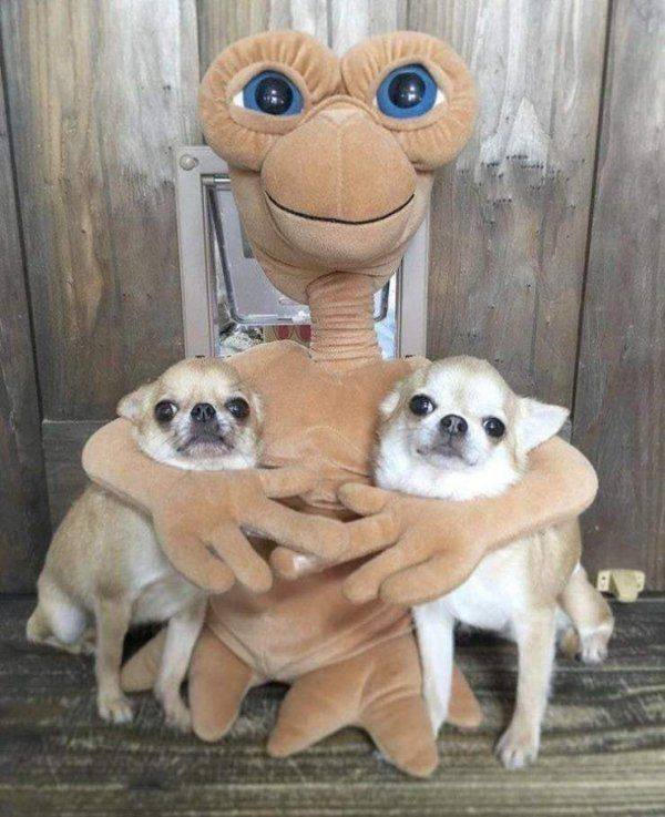 Funny Animals (62 pics)