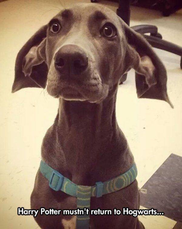Funny Animals (62 pics)
