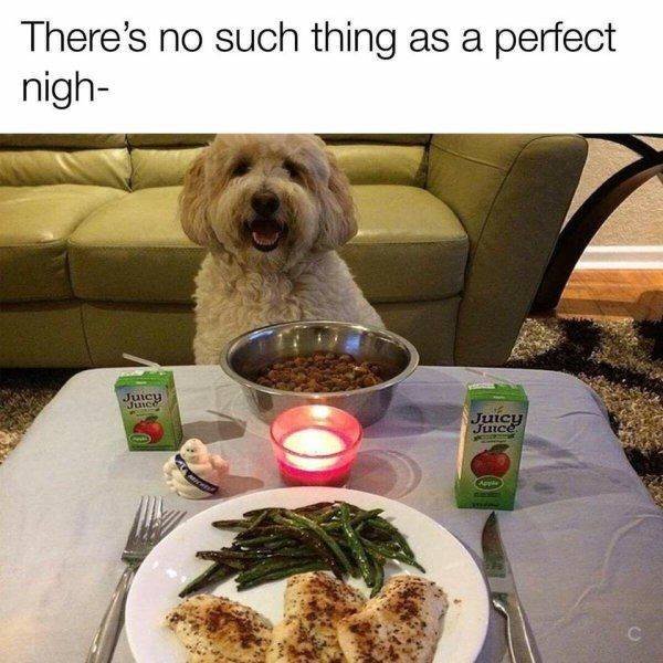 Funny Animals (62 pics)