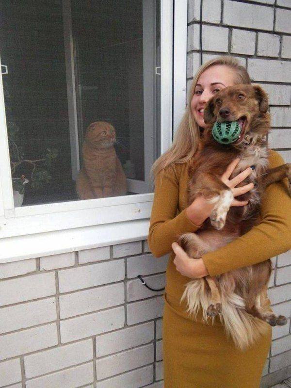 Funny Animals (62 pics)