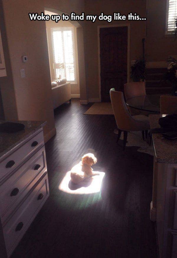 Funny Animals (62 pics)