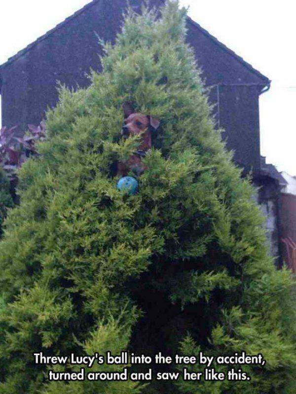 Funny Animals (62 pics)