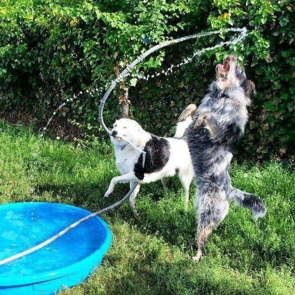 Funny Animals (62 pics)