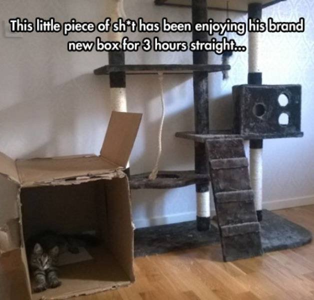 Funny Animals (62 pics)