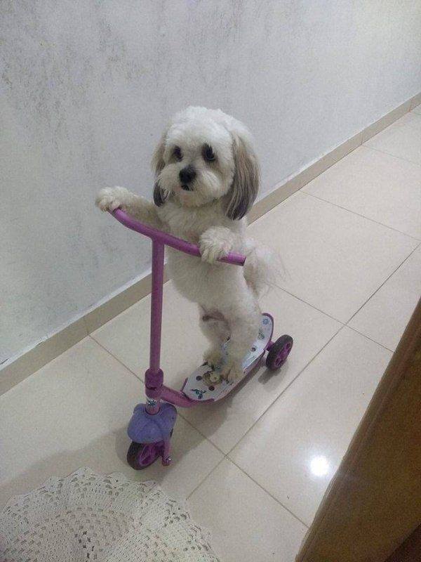 Funny Animals (62 pics)