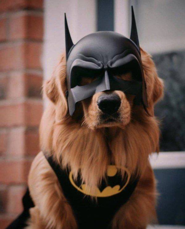 Funny Animals (62 pics)