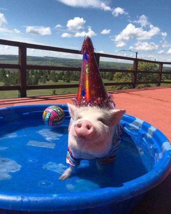 Funny Animals (62 pics)