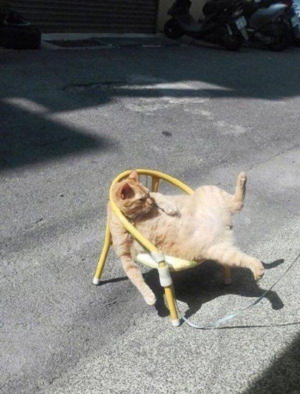 Funny Animals (62 pics)