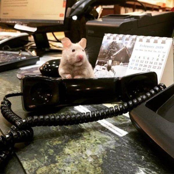 Funny Animals (62 pics)