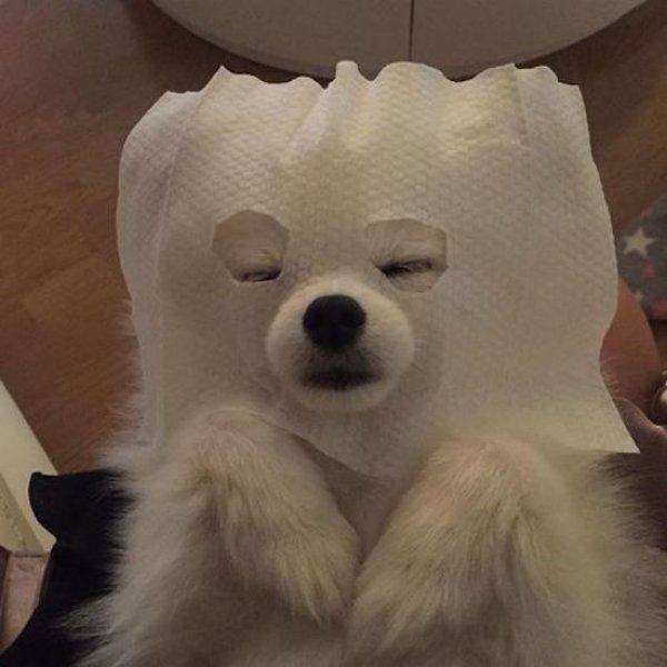 Funny Animals (62 pics)