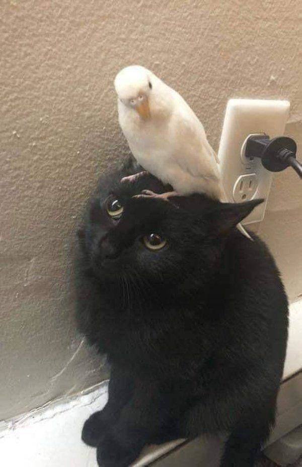 Funny Animals (62 pics)