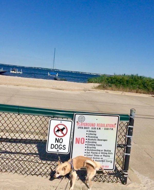 Funny Animals (62 pics)