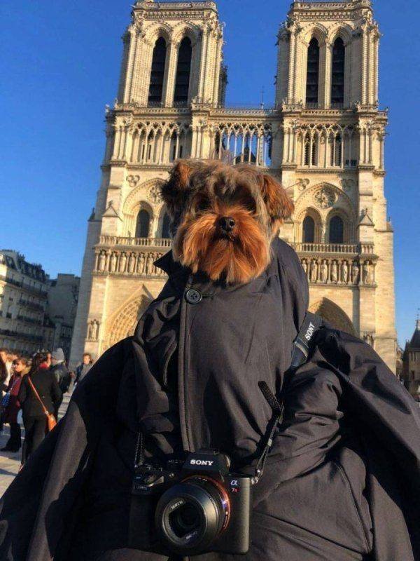 Funny Animals (62 pics)