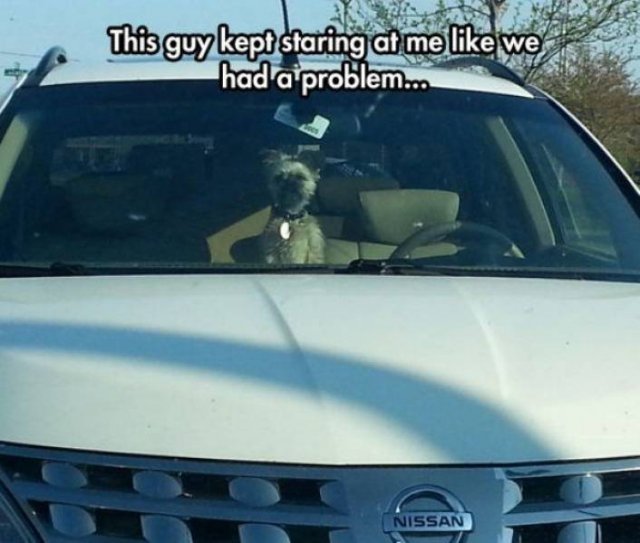 Funny Animals (62 pics)