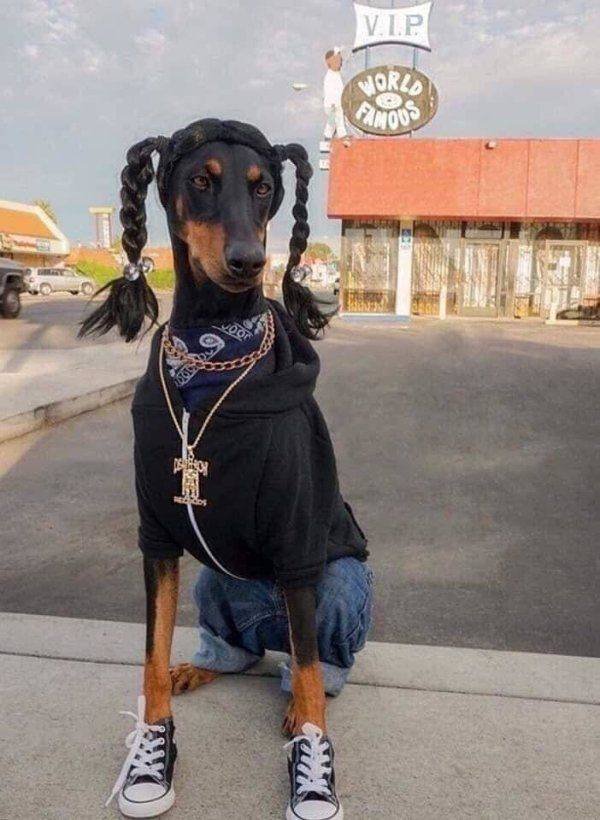 Funny Animals (62 pics)