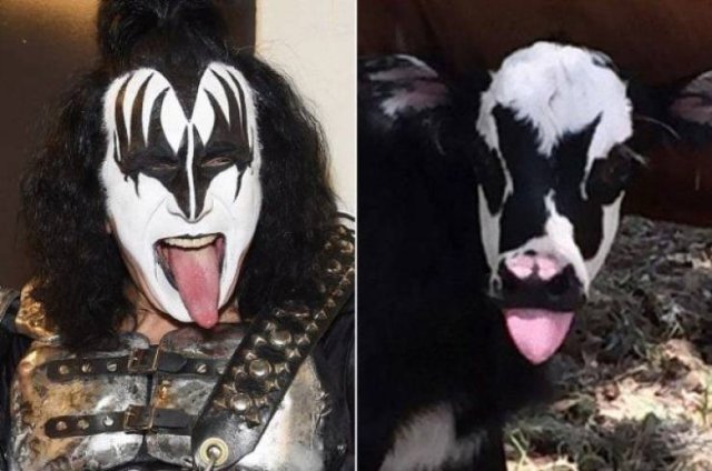Funny Animals (62 pics)