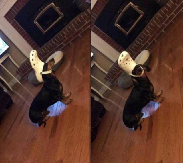 Funny Animals (62 pics)