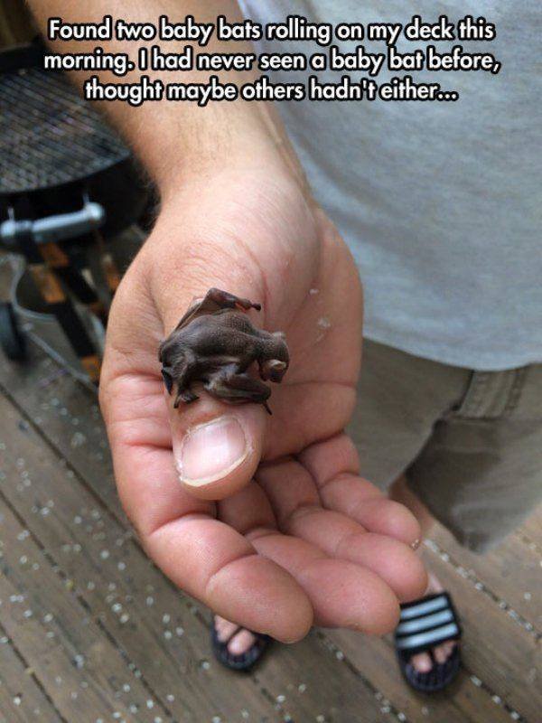 Funny Animals (62 pics)