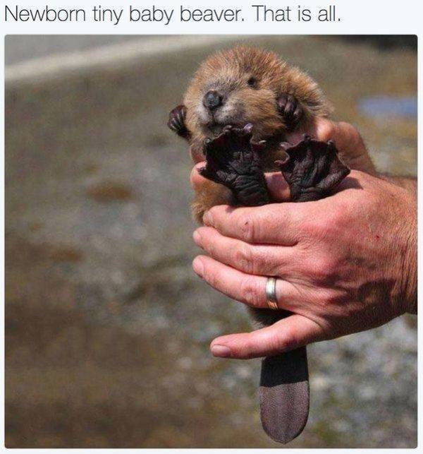 Funny Animals (62 pics)