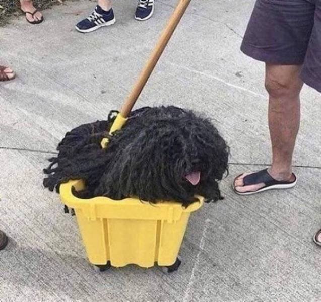 Funny Animals (62 pics)