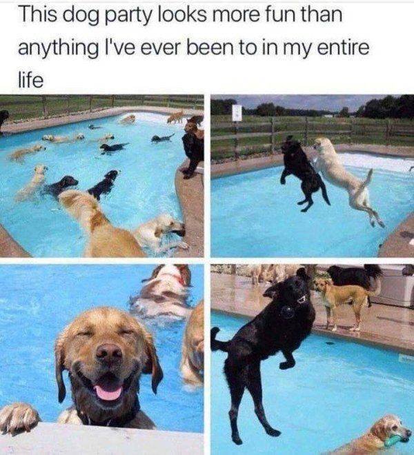 Funny Animals (62 pics)