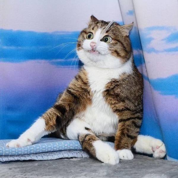Funny Animals (62 pics)
