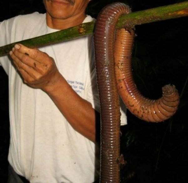 Creepy Finds (14 pics)