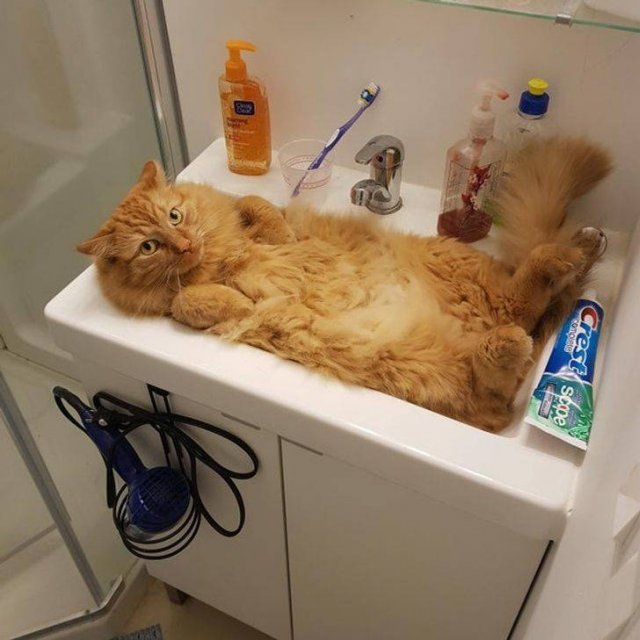People Share Their Cute Pets (18 pics) People Share Their Cute Pets (18 pics)