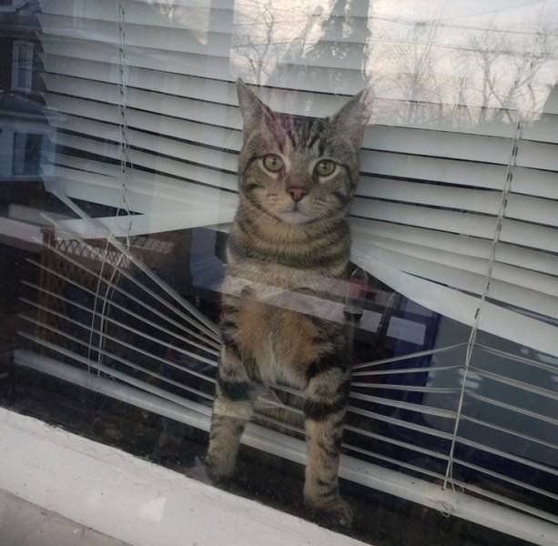 People Share Their Cute Pets (18 pics) People Share Their Cute Pets (18 pics)