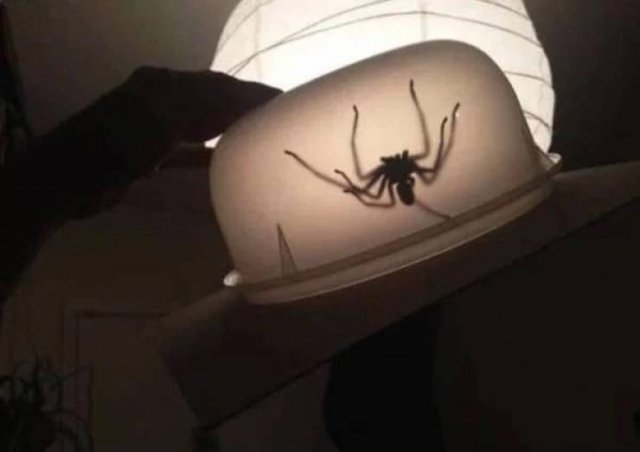 Creepy Finds (32 pics)
