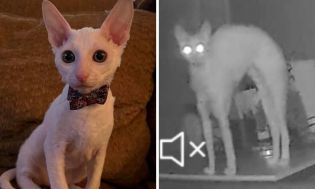 At Night They Turn Into Demons (21 pics)