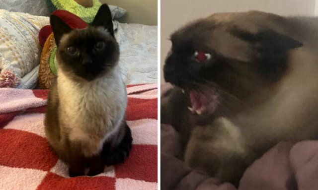 At Night They Turn Into Demons (21 pics)