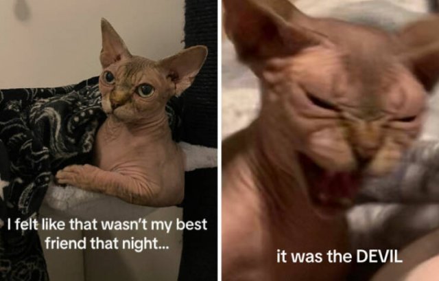 At Night They Turn Into Demons (21 pics)