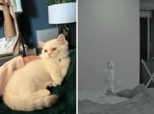 At Night They Turn Into Demons (21 pics)