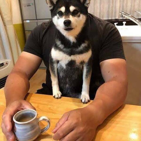 Funny Animals (36 pics)