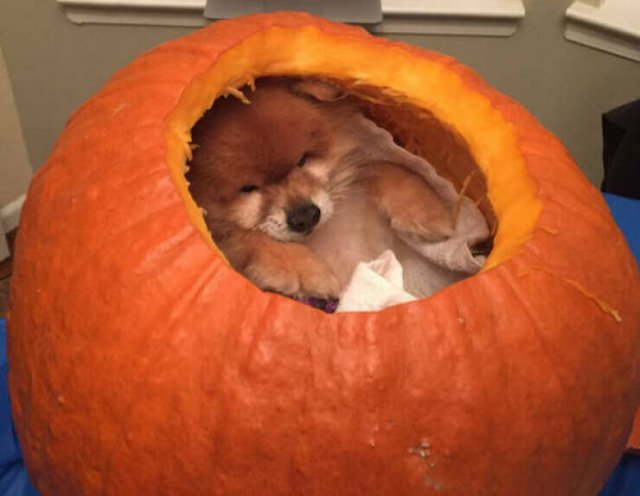 Funny Animals (36 pics)