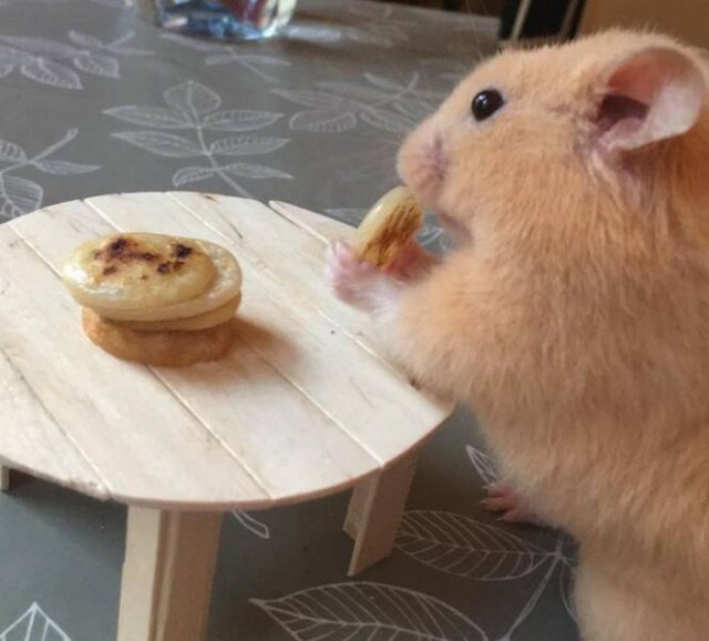 Funny Animals (36 pics)
