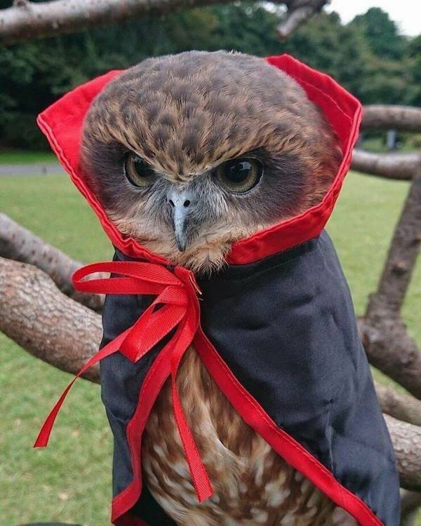 Funny Animals (36 pics)