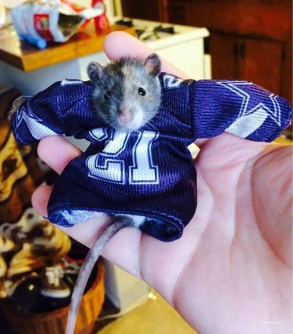 Funny Animals (36 pics)