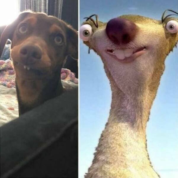 Funny Animals (36 pics)