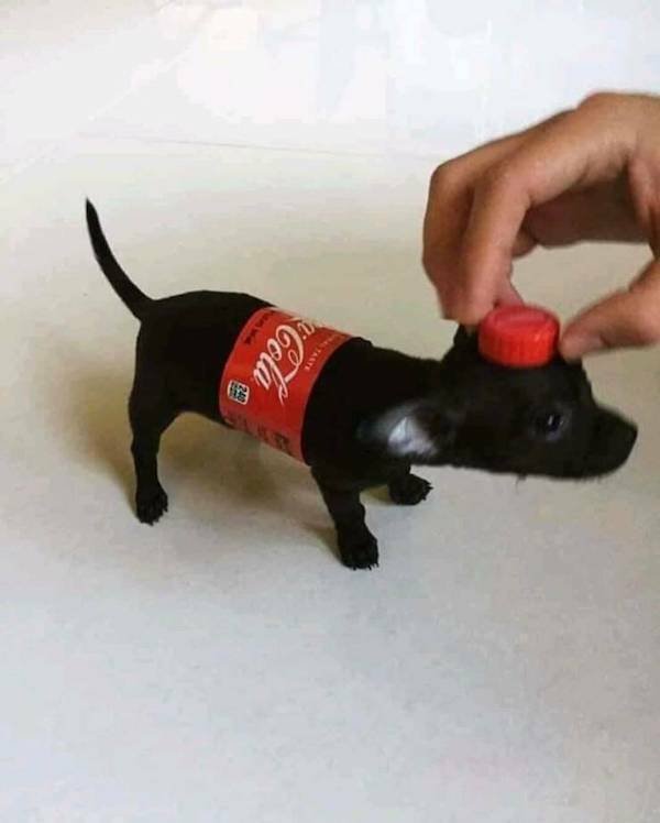 Funny Animals (36 pics)