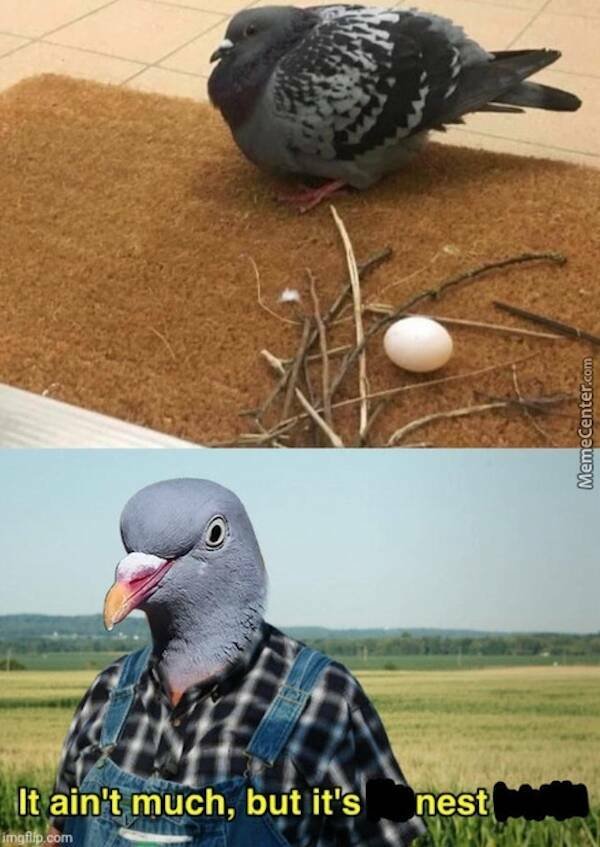 Funny Animals (36 pics)
