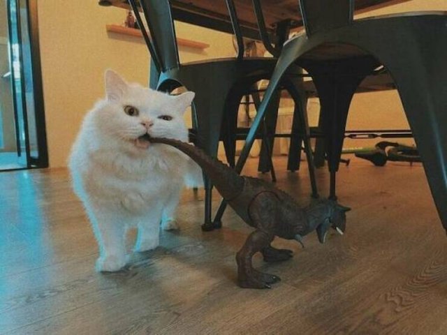 Funny Animals (36 pics)