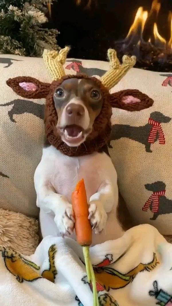 Funny Animals (36 pics)