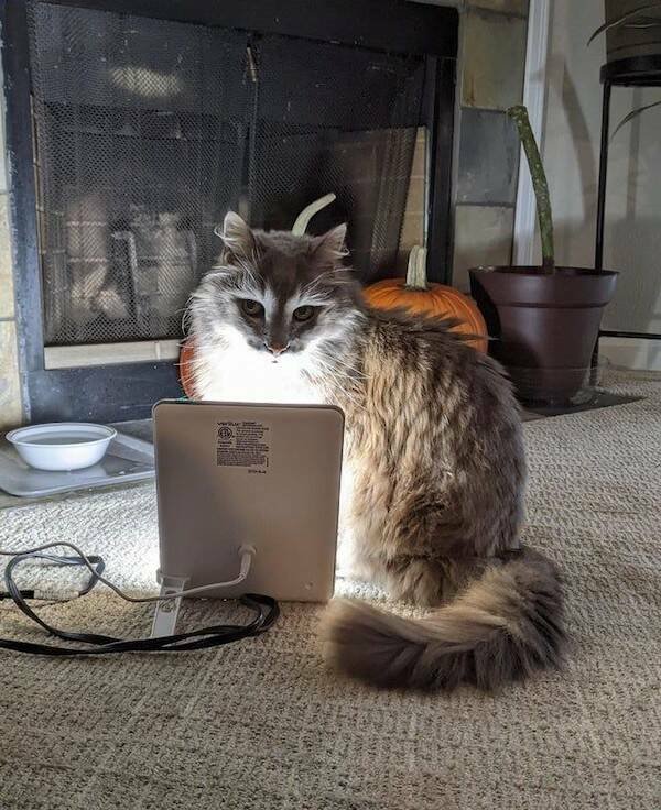 Funny Animals (36 pics)