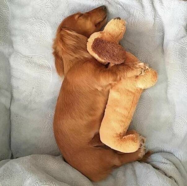 Funny Animals (36 pics)